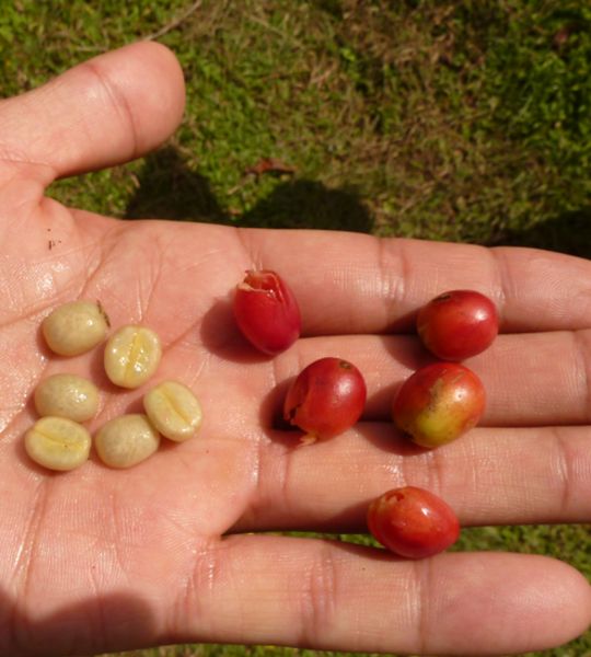Rote kaffeekirschen