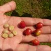 Rote kaffeekirschen