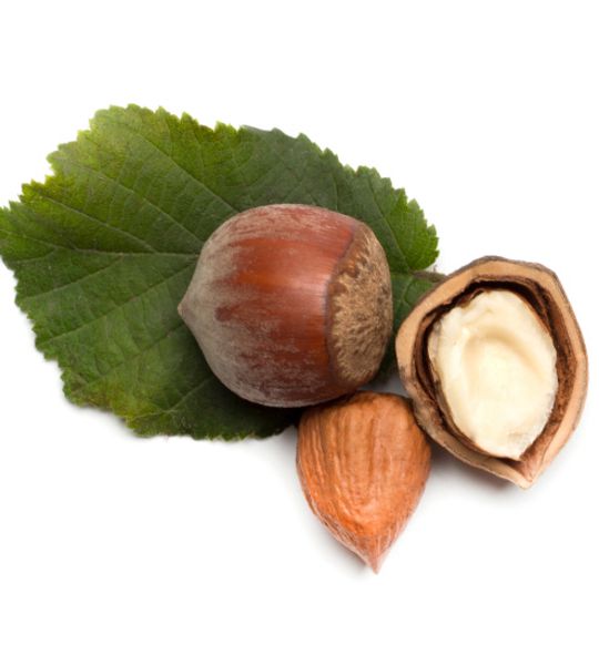 Große Haselnuss mit Schale, getrocknet