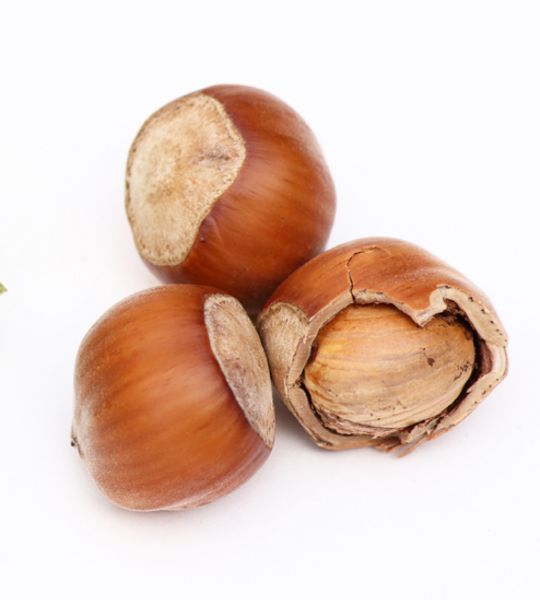 Große Haselnuss mit Schale, naturbelassen